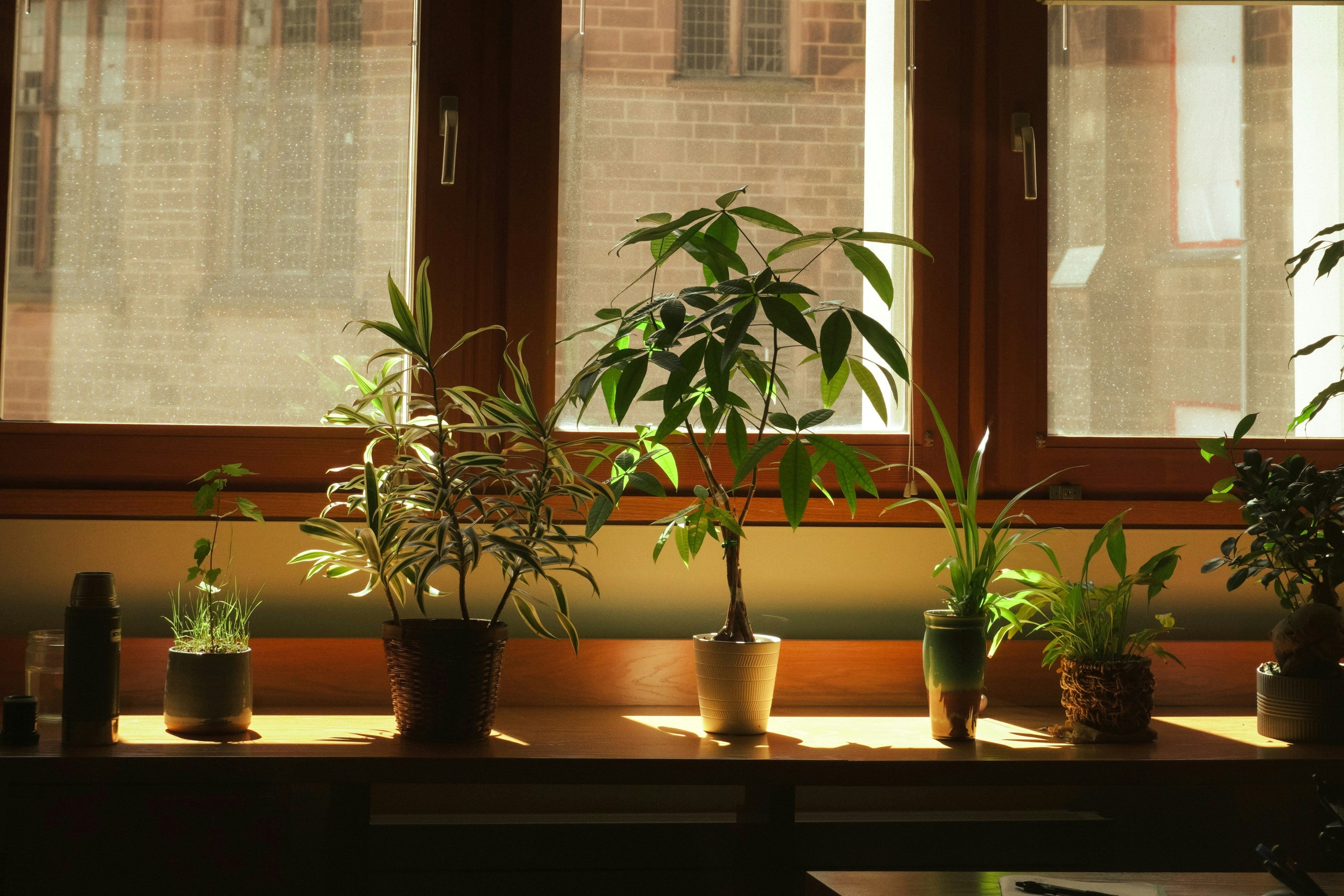 How to energize your home with biophilic design