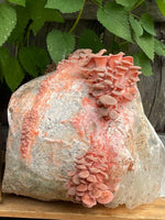 Pink Oyster Mushroom Grow Kit