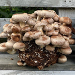 Shiitake Mushroom Grow Kit