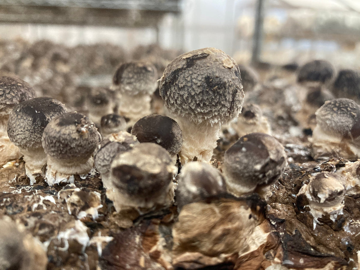 Shiitake Mushroom Grow Kit