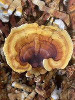 Reishi Mushroom Grow Kit