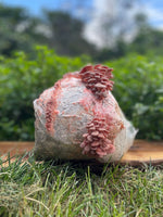 Pink Oyster Mushroom Grow Kit