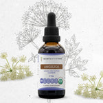 Angelica Tincture