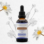 Bloodroot Tincture