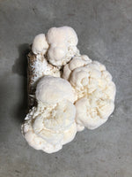 Organic Lion's Mane Mushroom Grow Kit