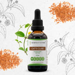 Cat's Claw Tincture