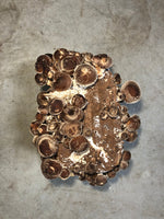 Shiitake Mushroom Grow Kit