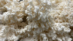 Coral Tooth Mushroom Grow Kit