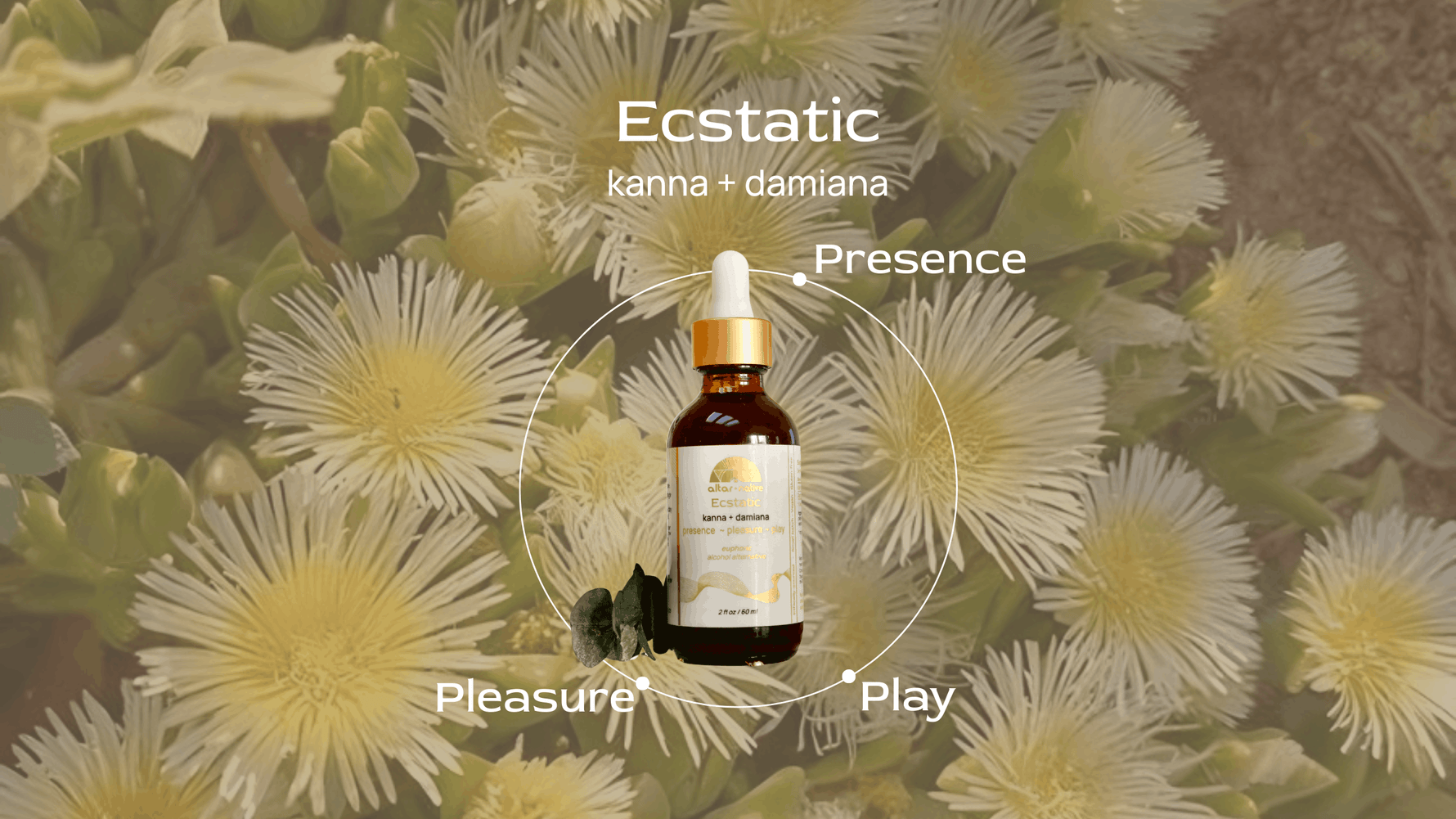 (PRE-ORDER) Ecstatic ⟡ Kanna & Damiana Drops
