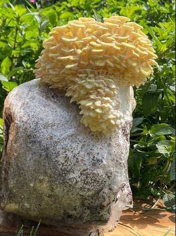 Image alt