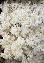 Coral Tooth Mushroom Grow Kit