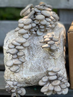 Blue Oyster Mushroom Grow Kit