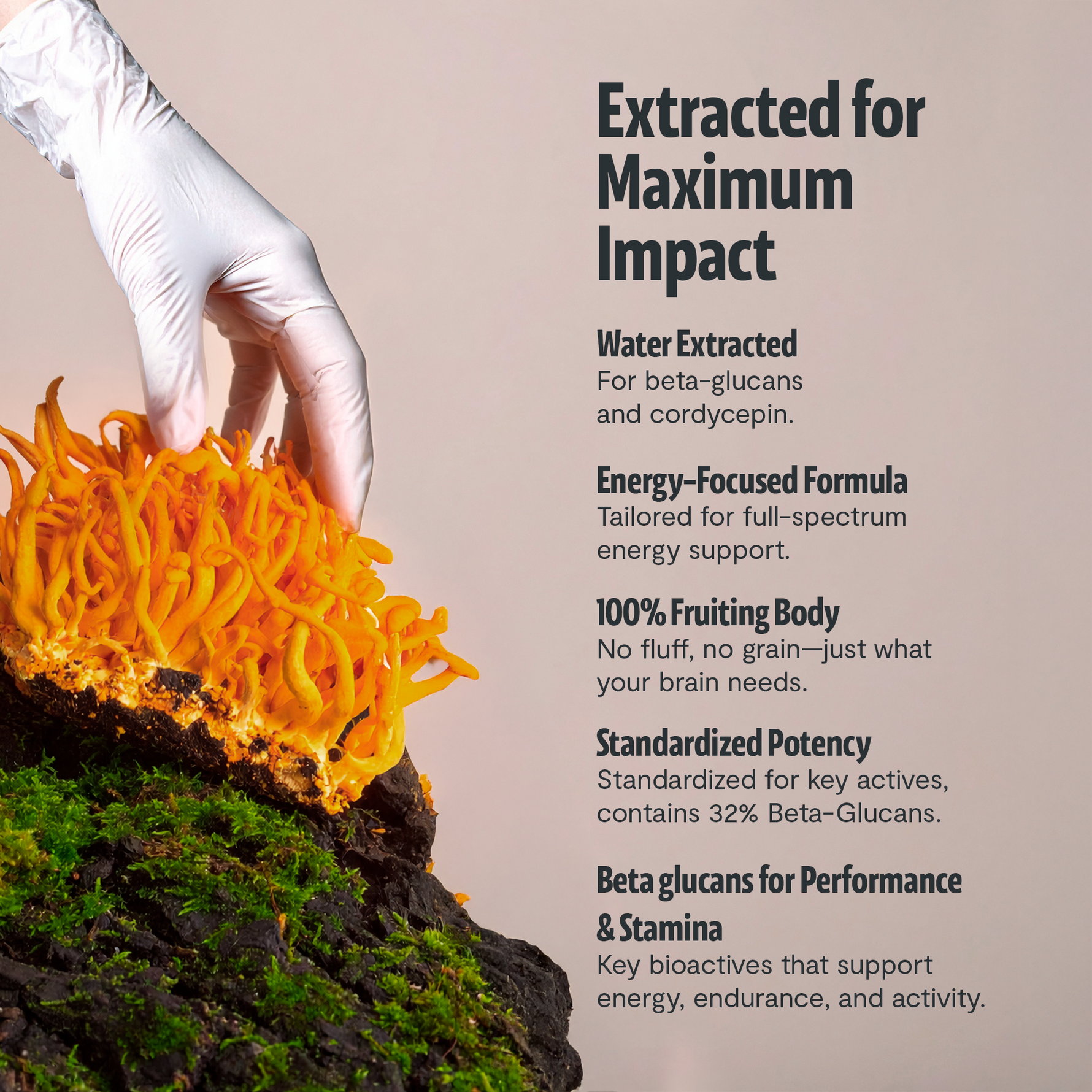 Organic Cordyceps Mushroom Supplement Capsules