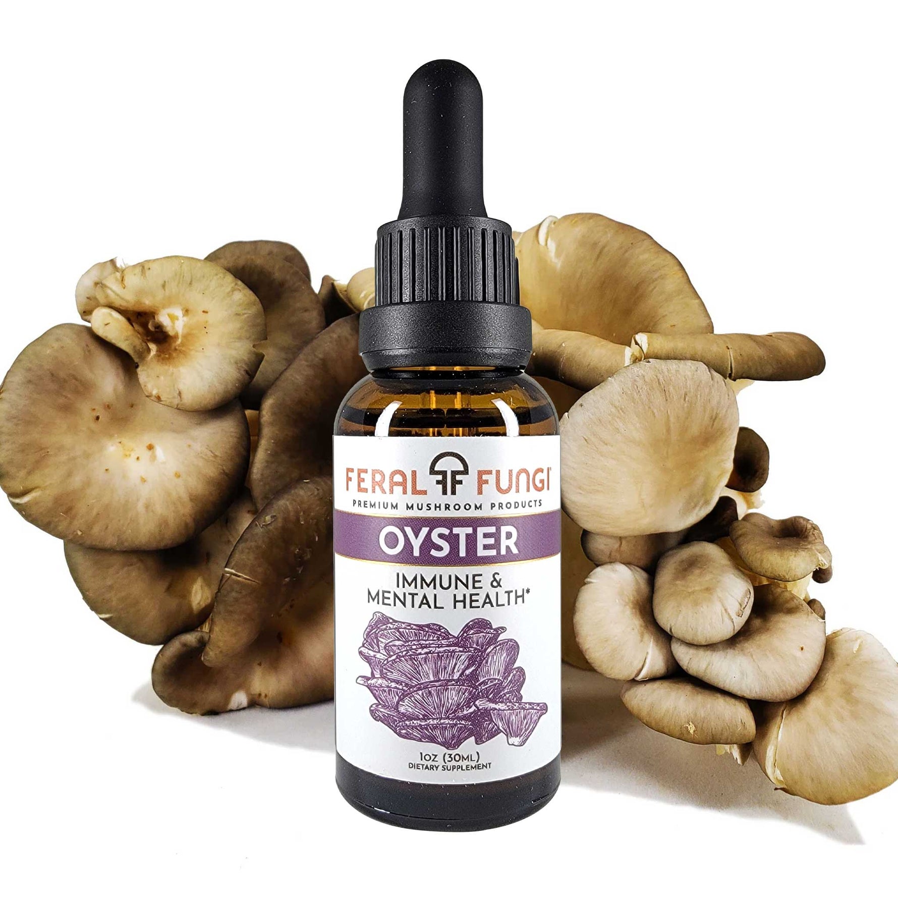 Oyster (Pleurotus ostreatus)