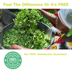 Pure Moringa Capsules for Energy