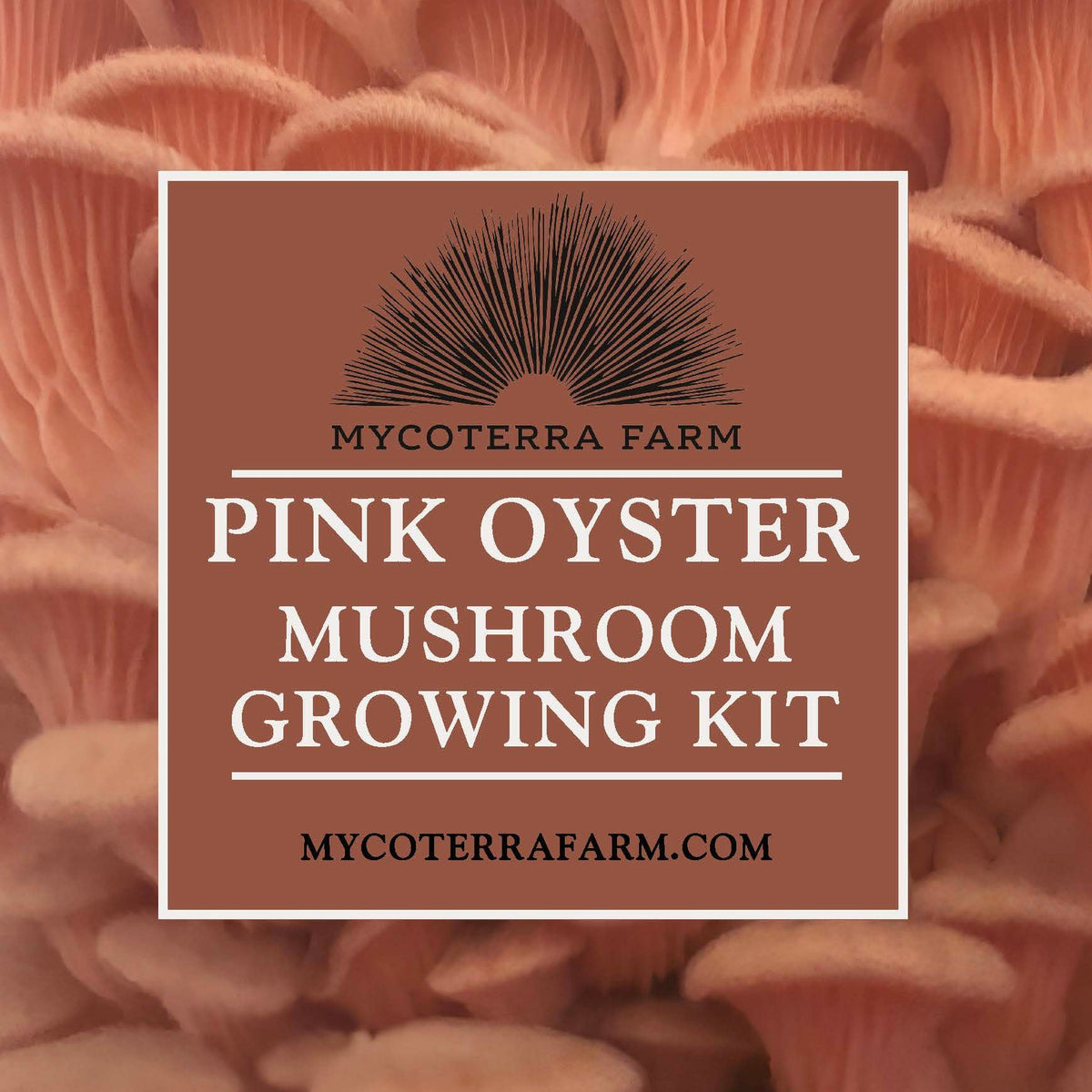 Pink Oyster Mushroom Grow Kit