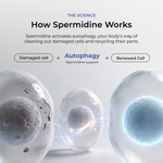 Spermidine Supplement Tablets