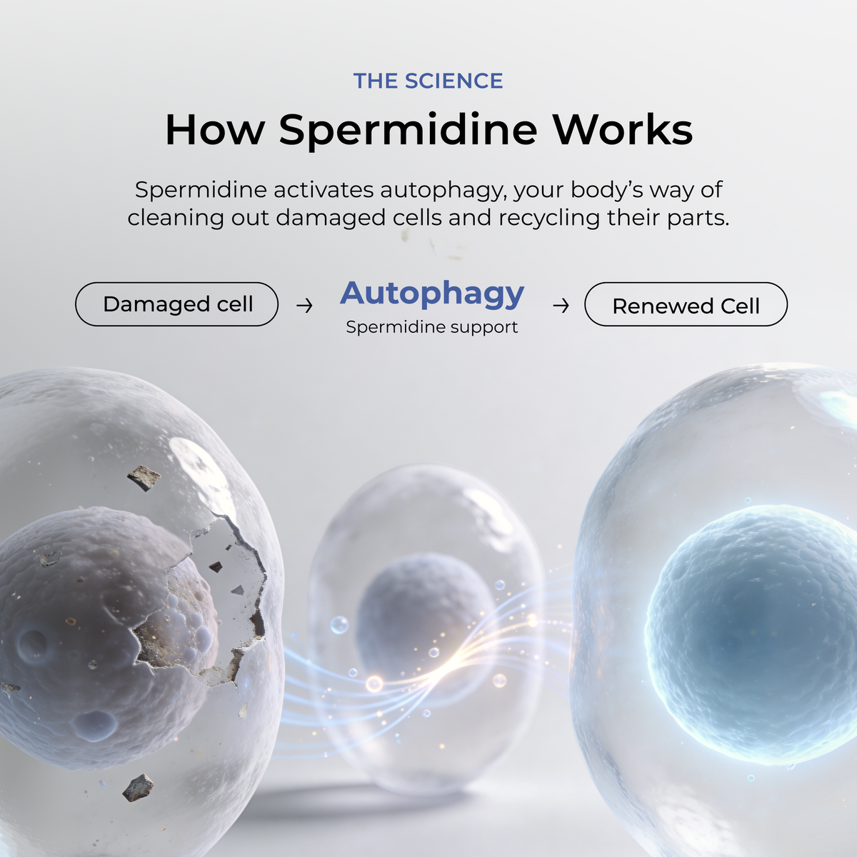 Spermidine Supplement Tablets