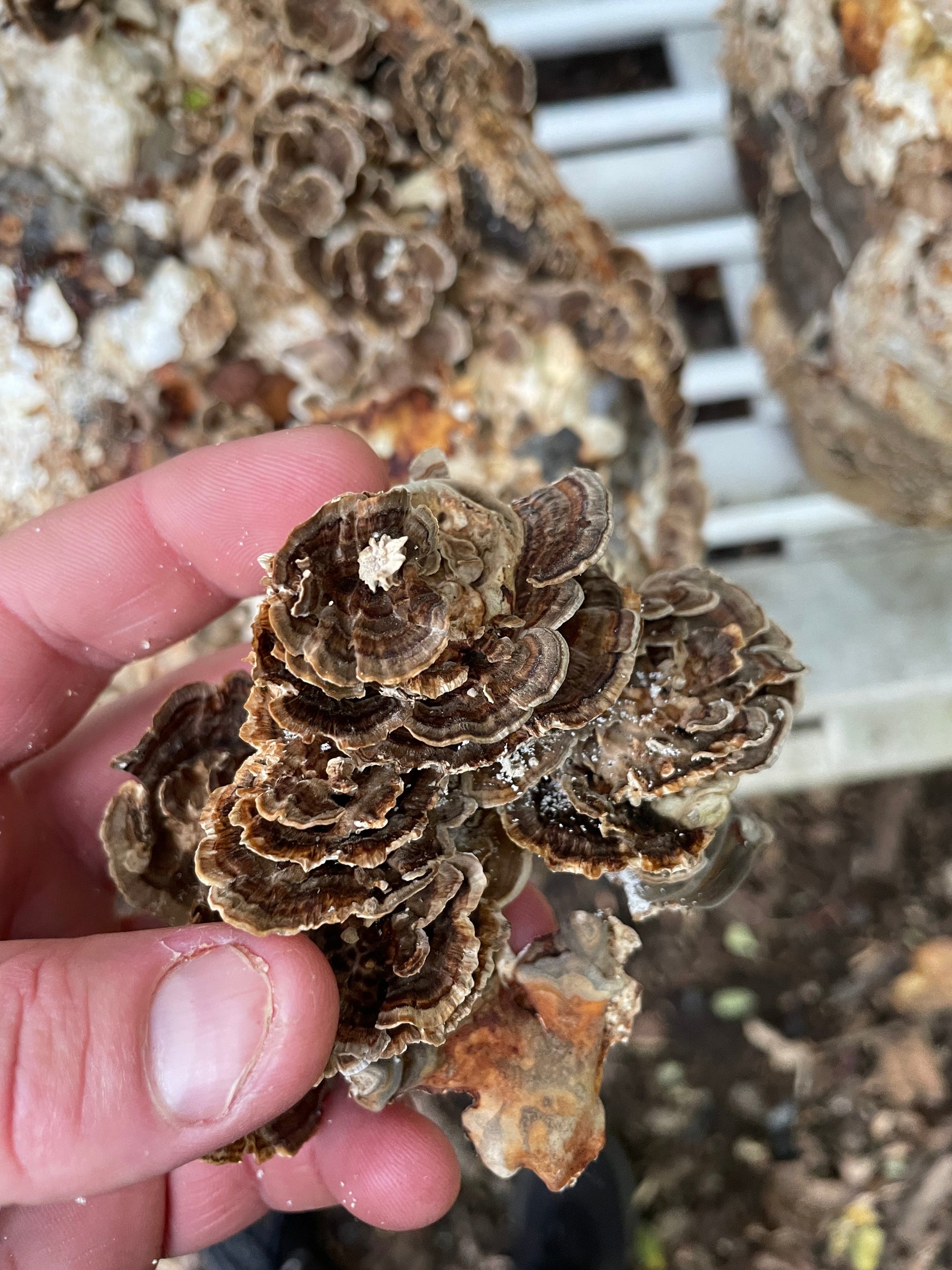 Lion's Mane + Turkey Tail Dual Extract Tincture