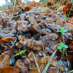 Forest Reserve™ Turkey Tail, Maitake, & Chaga Mushroom Chocolate Squares