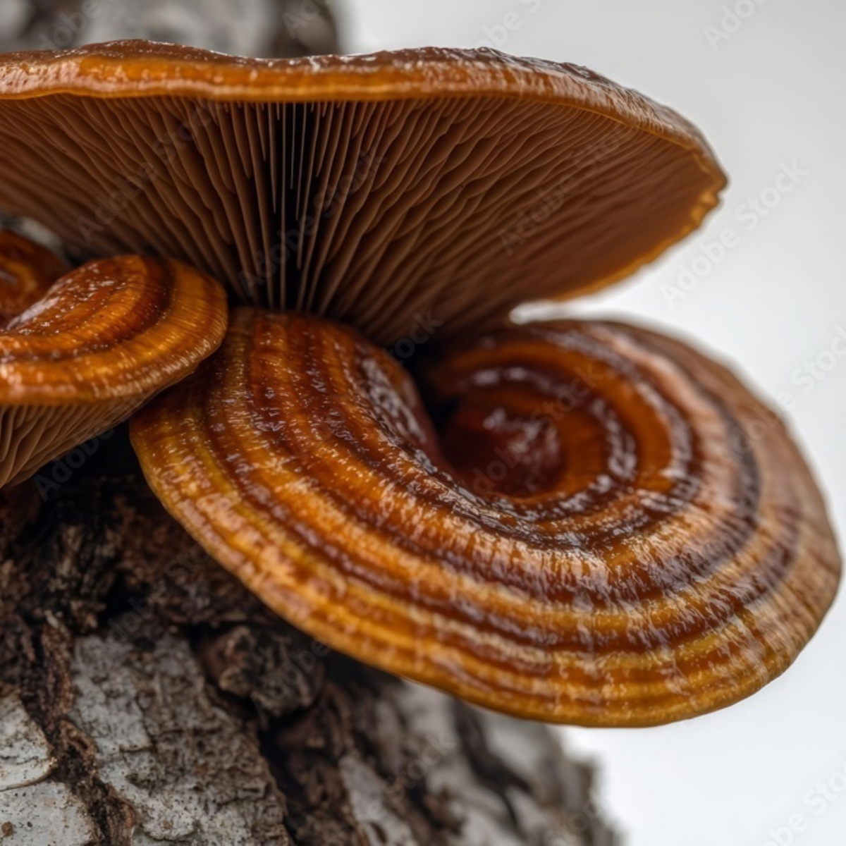 Reishi Reserve™ Mushroom Chocolate Squares