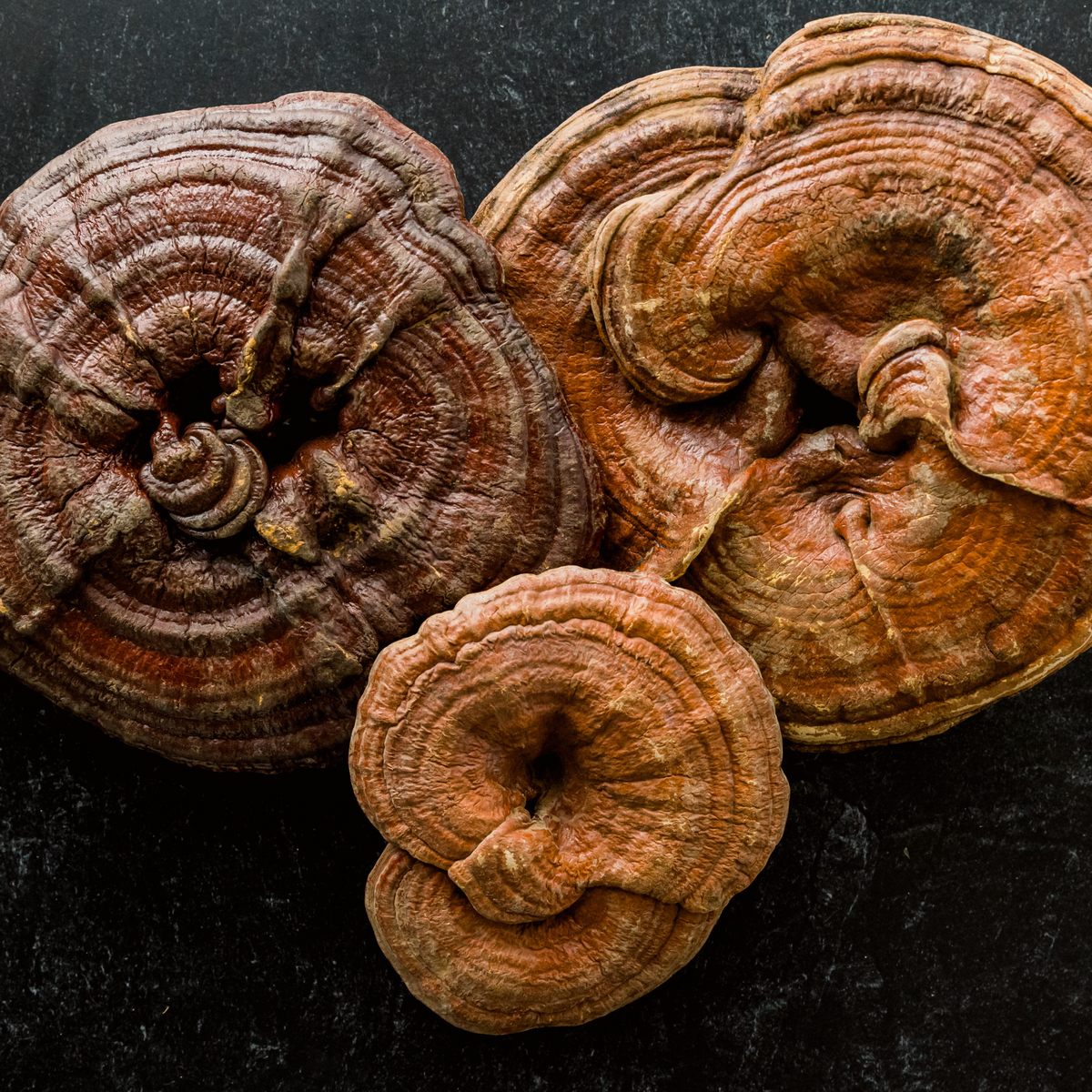 Reishi Reserve™ Mushroom Chocolate Squares